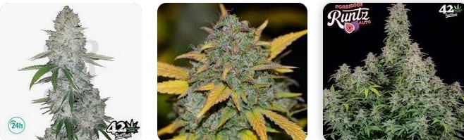 Fast Buds - High-Quality Autoflowering Cannabis Seeds and Grow Kits